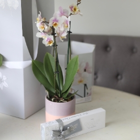 The Orchid Gift Box